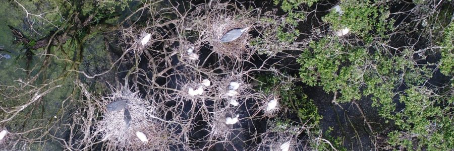 ﻿Cartographie d’une zone de nidification d’ardéidés dans le marais de Gannedel (35)