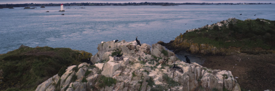 Suivi de nidification du grand cormoran – campagne 2024